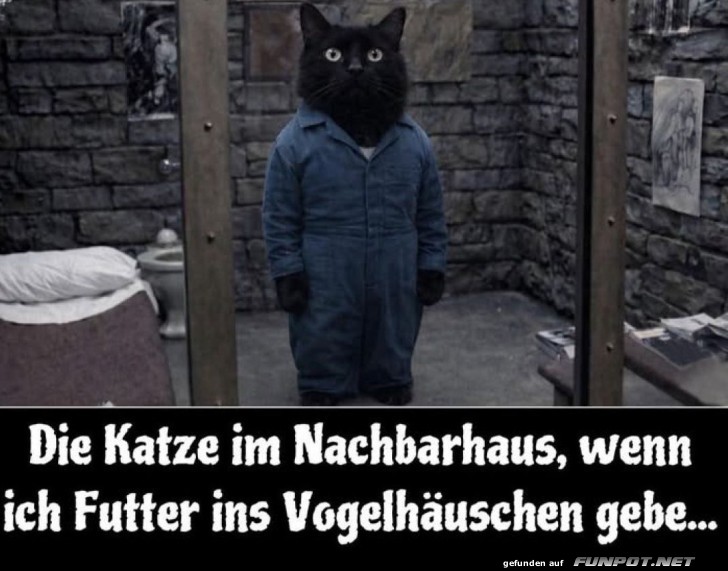 Wenn die Katze einen 'Futter-Plan' schmiedet