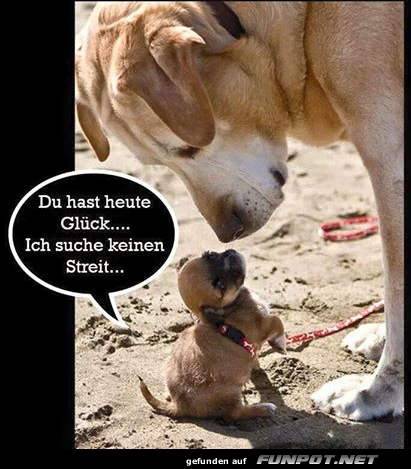 Du hast heute Gl�ck suche keinen Streit