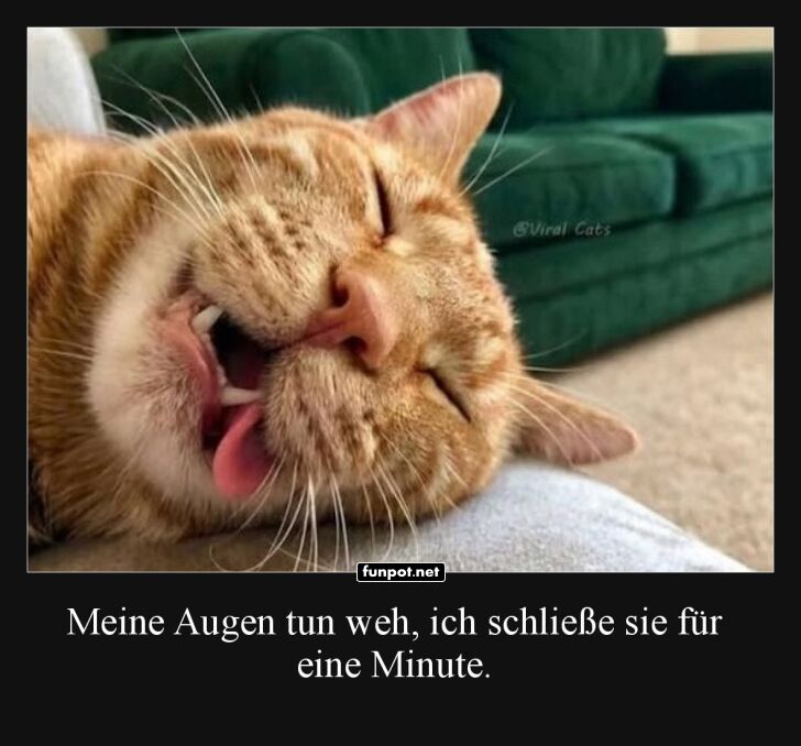 Kater-Kom�die: Wenn der Mittagsschlaf eskaliert