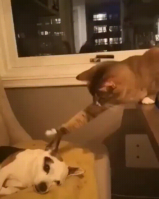 Freche Katze