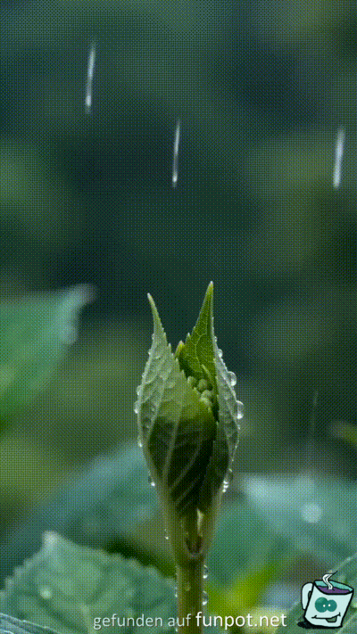 Eine Hortensie bl�ht auf