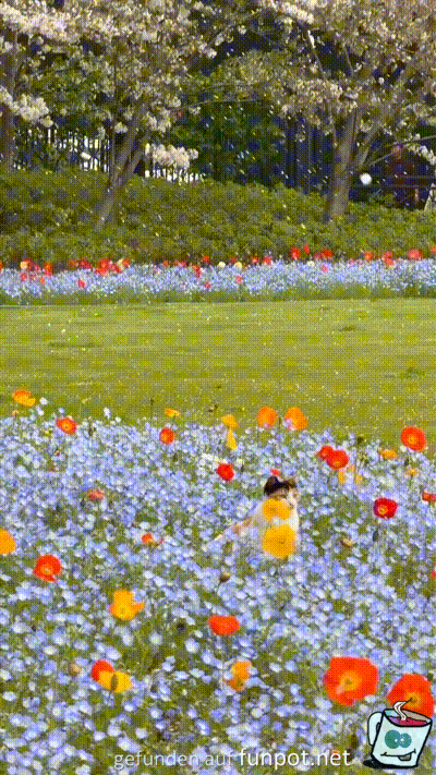 Katze im Blumenmeer