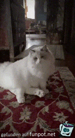 Katzen eben