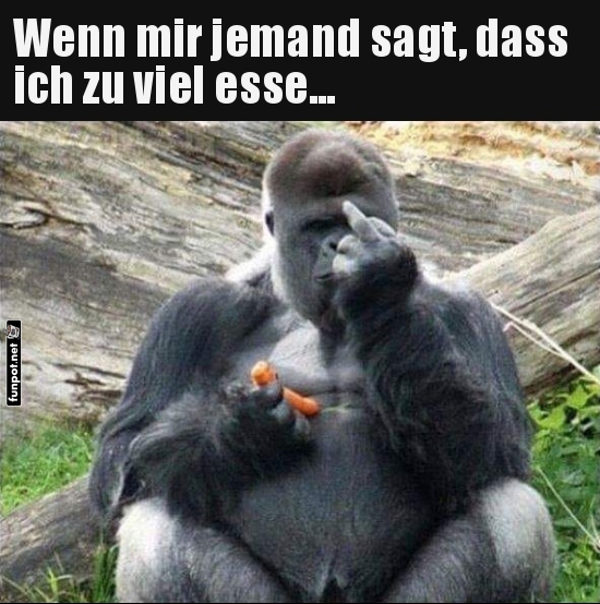 Gorilla gibt freche Antwort