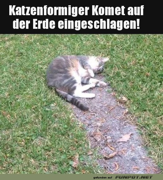 Katzenkomet auf Kollisionskurs!