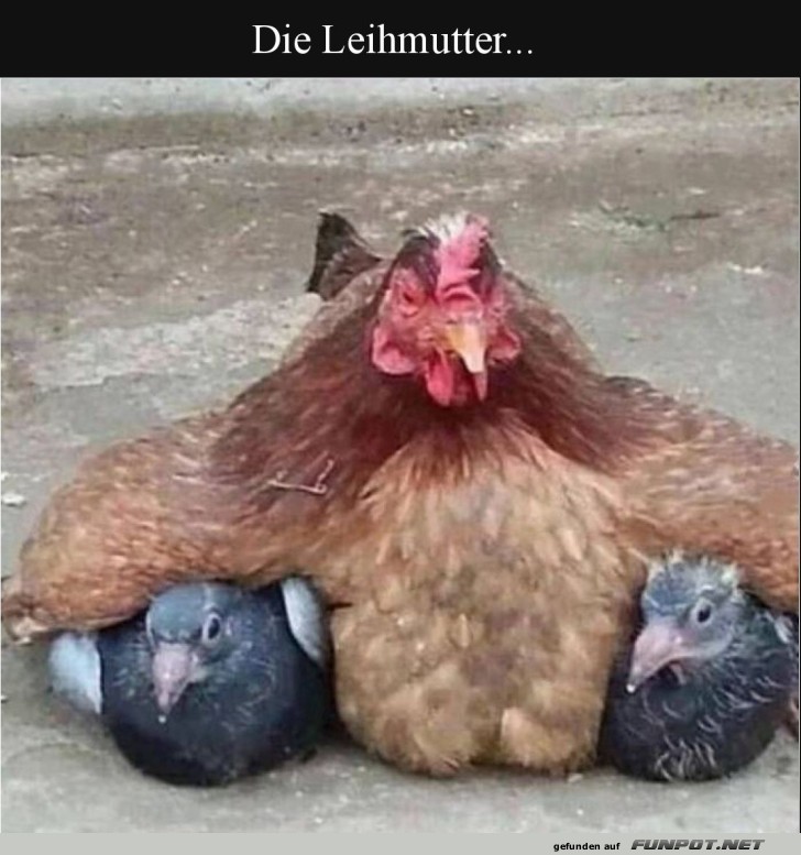 Henne auf Leasingtour: Zwei Tauben als K�ken!