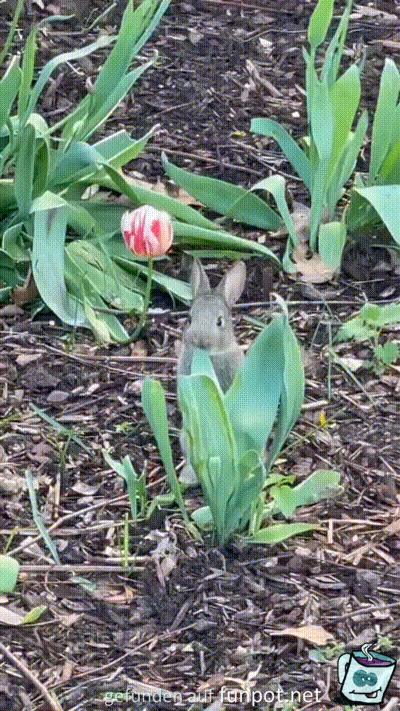 Hase m�mmelt Tulpenbl�tter
