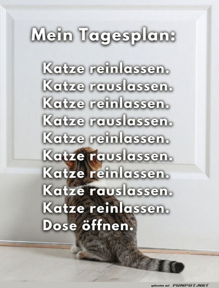 T�r auf, T�r zu: Das Katzendilemma