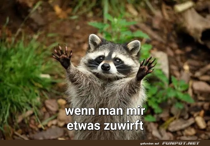 Fangbereit: Der Waschb�r wartet!