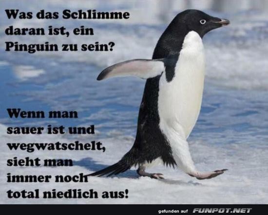 Sauer und s�� - Das Pinguin-Dilemma