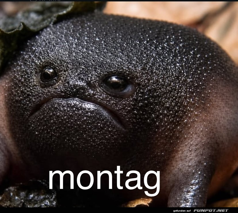 Montag trifft Fr�sche: Der ultimative Miesepeter