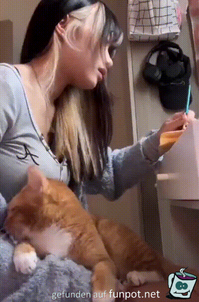 Lustige Katze