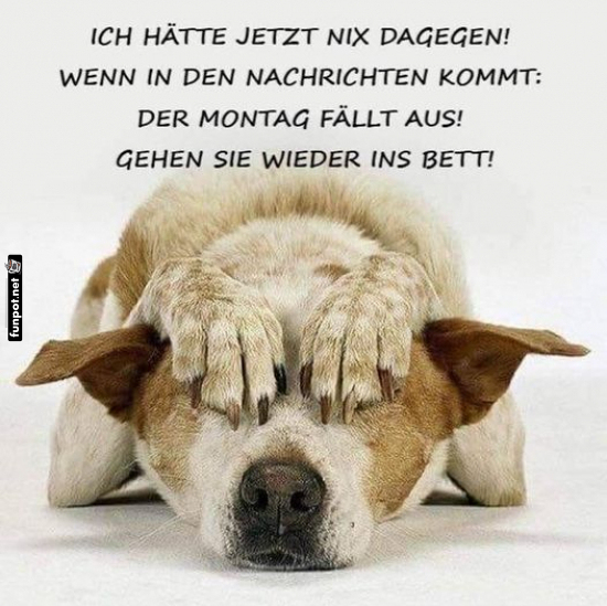 Montagsabsage: Hund schl�gt Pfotengeschichten!