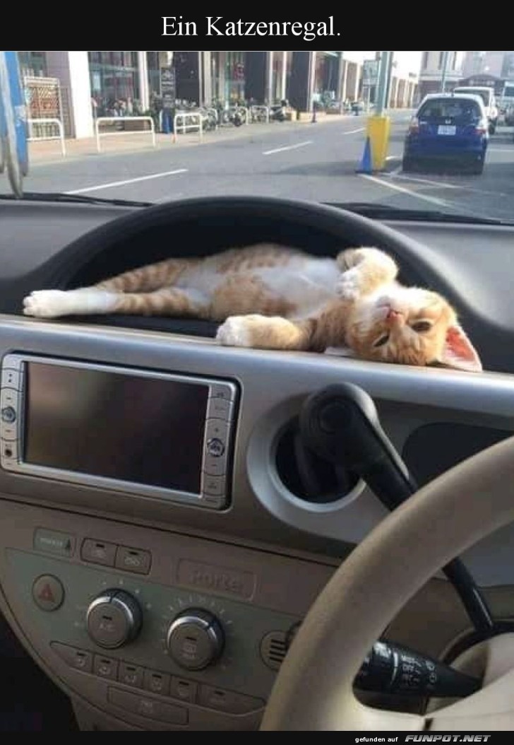 Luxussuite f�r Stubentiger: Auto Edition