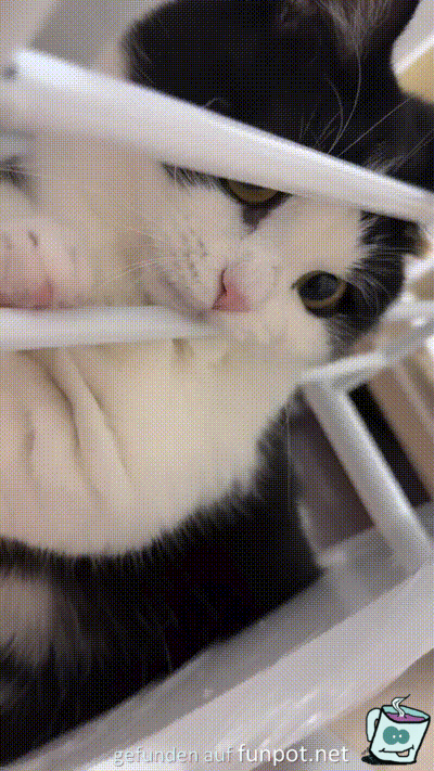 S��e Katze