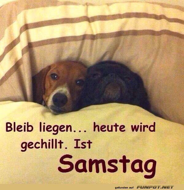 Chillmodus aktiviert: Hundige Wochenendpl�ne!