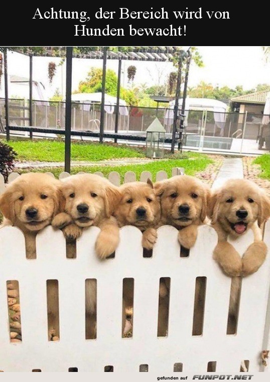 Niedliche Hunde bewachen den Garten