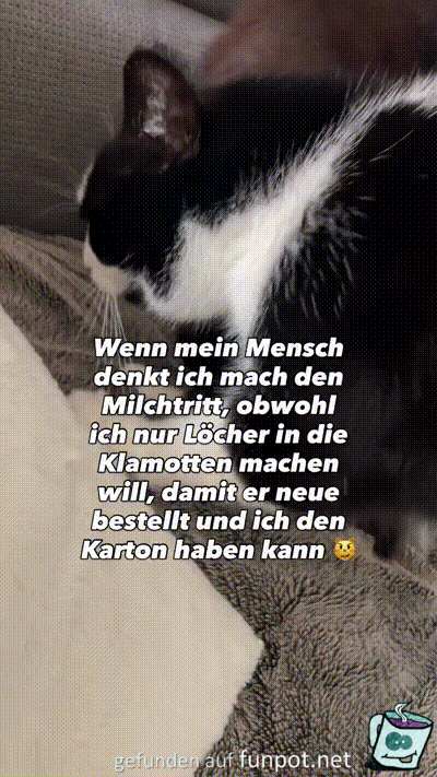Katze will neuen Karton