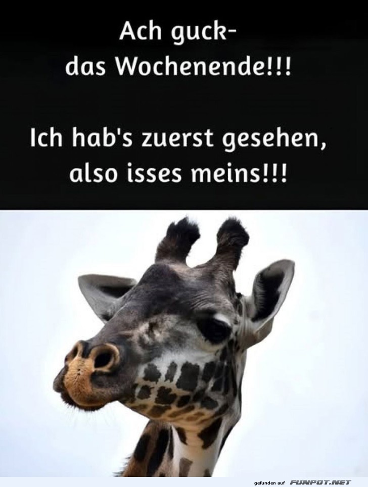 Wochenausblick aus Giraffenperspektive