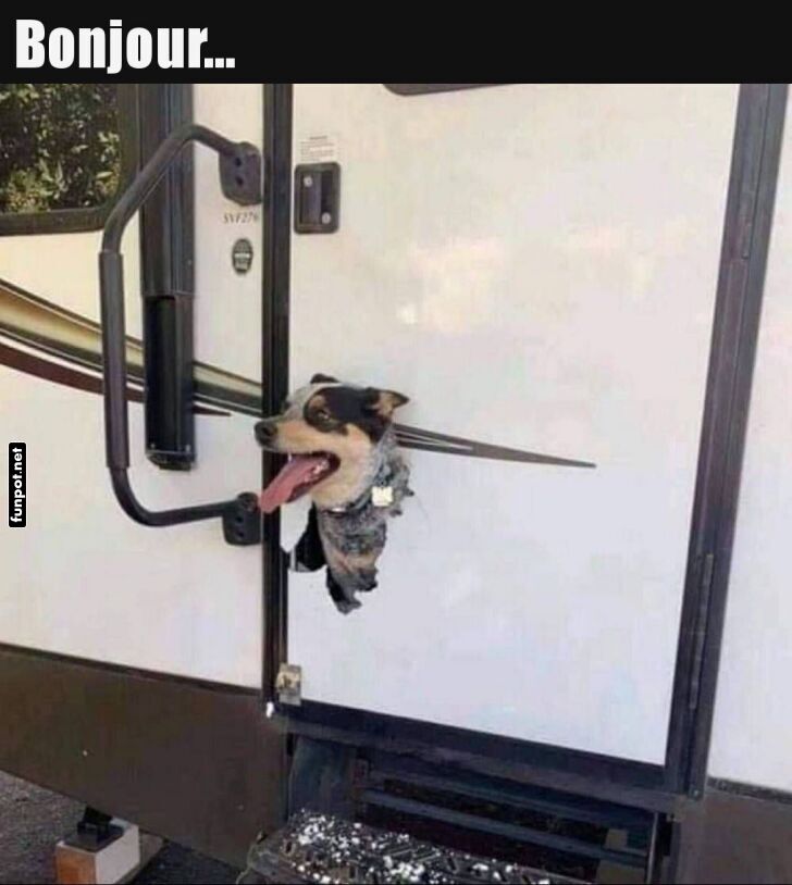 Der kreative Camper-Hund