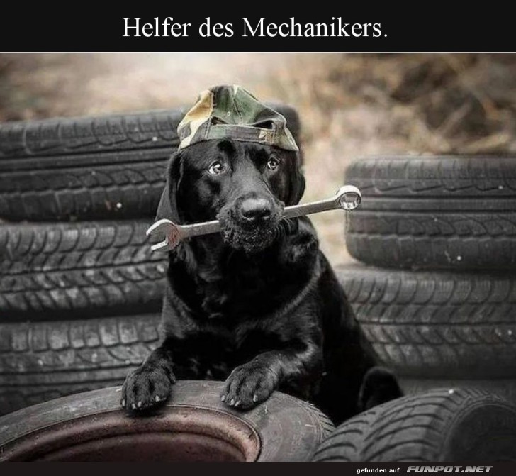 Pfoten-Werkstatt: Guter Hund bei der Arbeit!