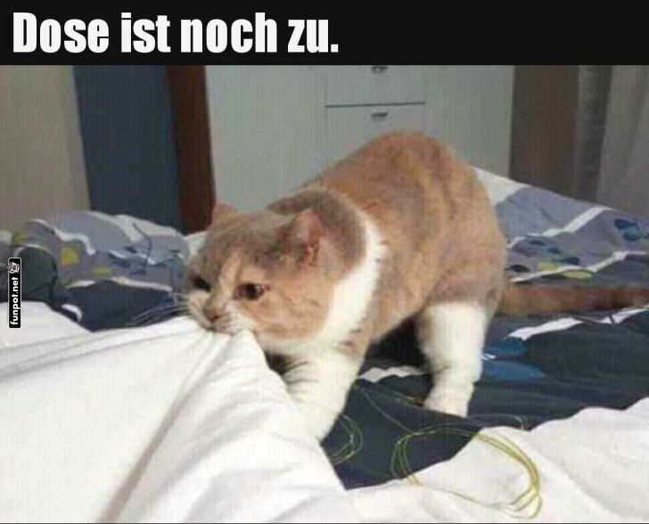 Katze versus die Decke des Alltags