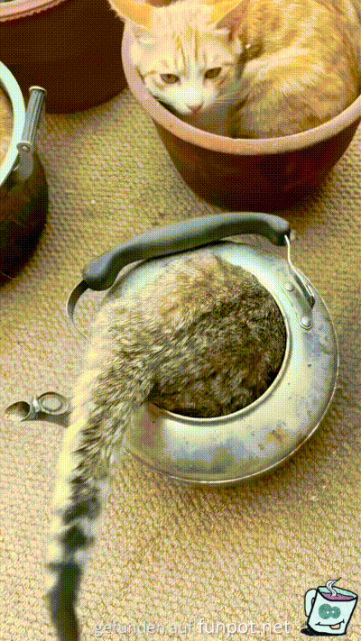 Katzen-Gef��e