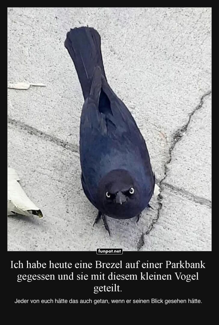 Der ernste Blick des Brezelvogels
