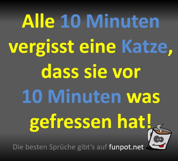 Katzen und ihr 10-Minuten-Gedächtnis