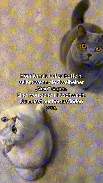 Bettel immer weiter