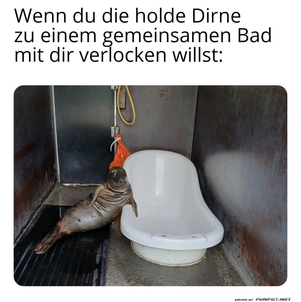 Enten-Wellness oder Seel�wen-Spa?