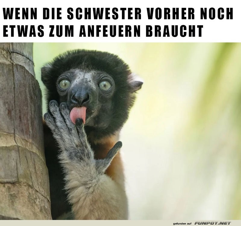 Motivationshilfe-Affe hat alles im Griff!
