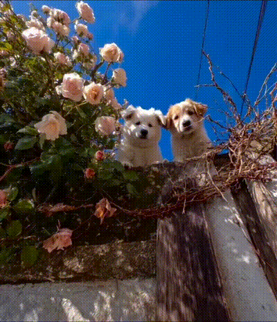 Niedliche Hunde Niedliche Hunde