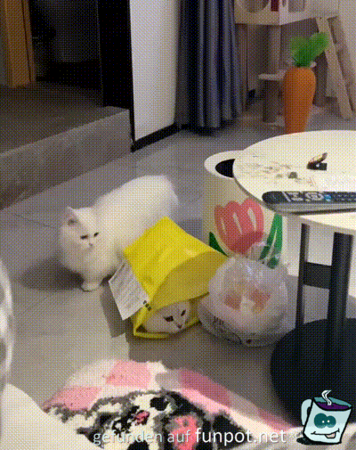 Katze erschreckt sich Katze erschreckt sich