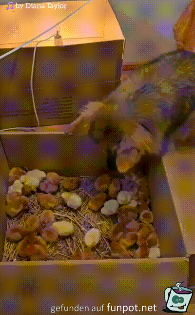 Hund beobachtet Küken Hund beobachtet Küken