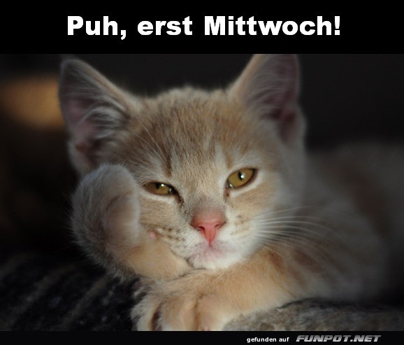 Katerstimmung Mitte der Woche!