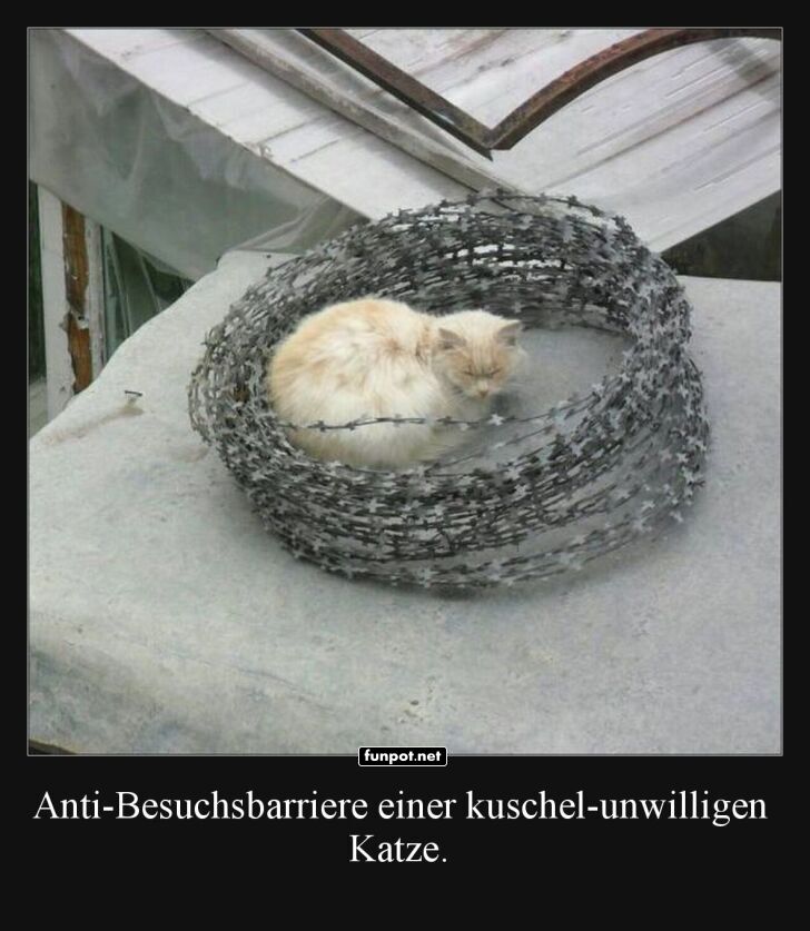 Katzenkuschelzone der anderen Art Katzenkuschelzone der anderen Art