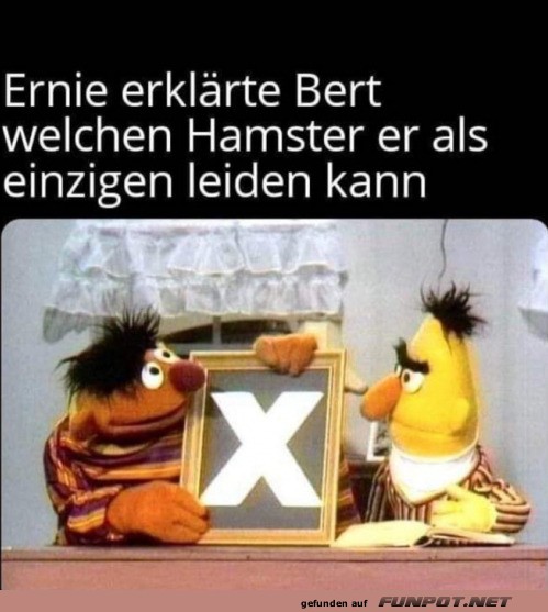 Wenn Hamsterwahl zur Wissenschaft wird