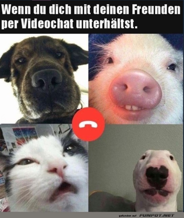Die verr�ckte Tier-Videokonferenz