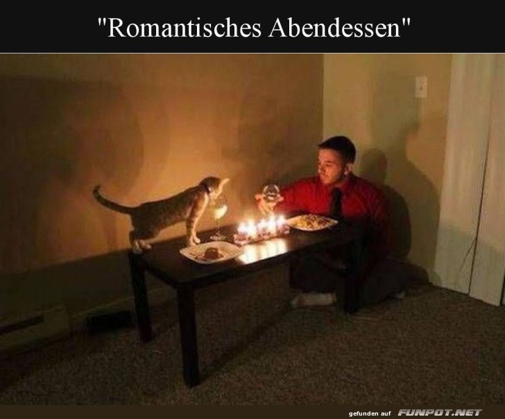 Liebes-Dinner mit dem Kater
