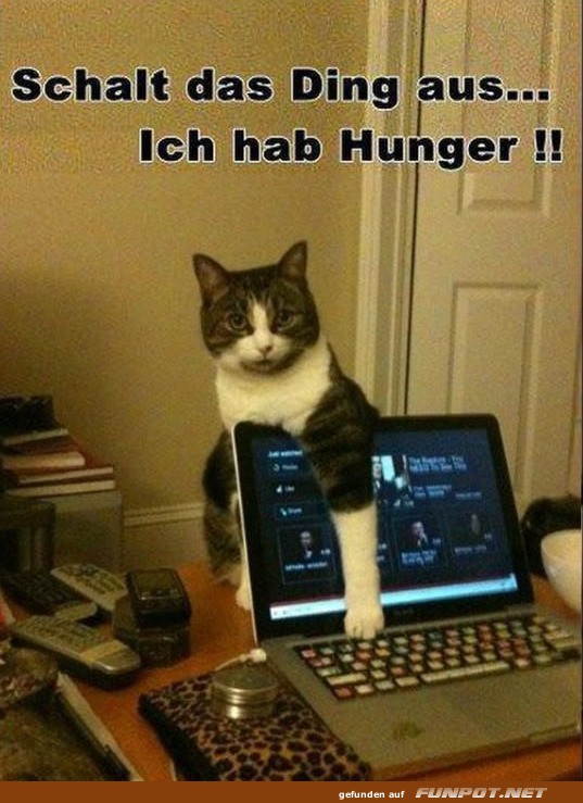 Katzenprotest: Laptopverbot wegen Hunger!
