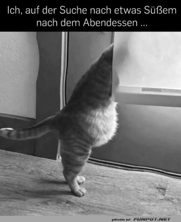 Naschkatze auf s��er Mission!