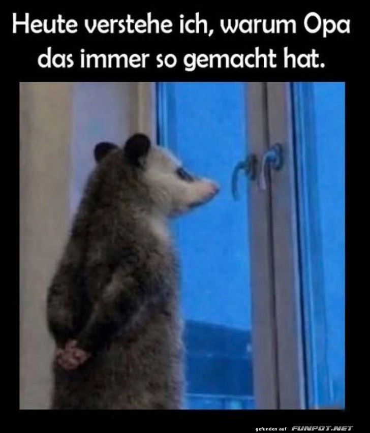 Wenn Opossum pl�tzlich nostalgisch wird