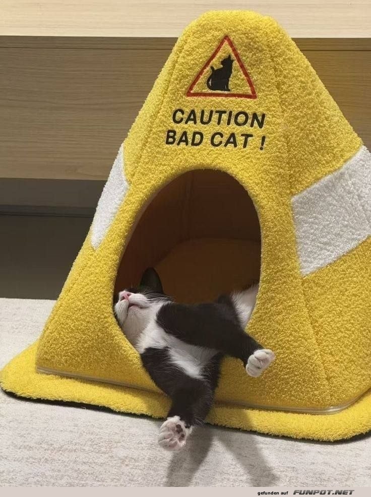 Vorsicht, m�der Bad Cat im Dienst!