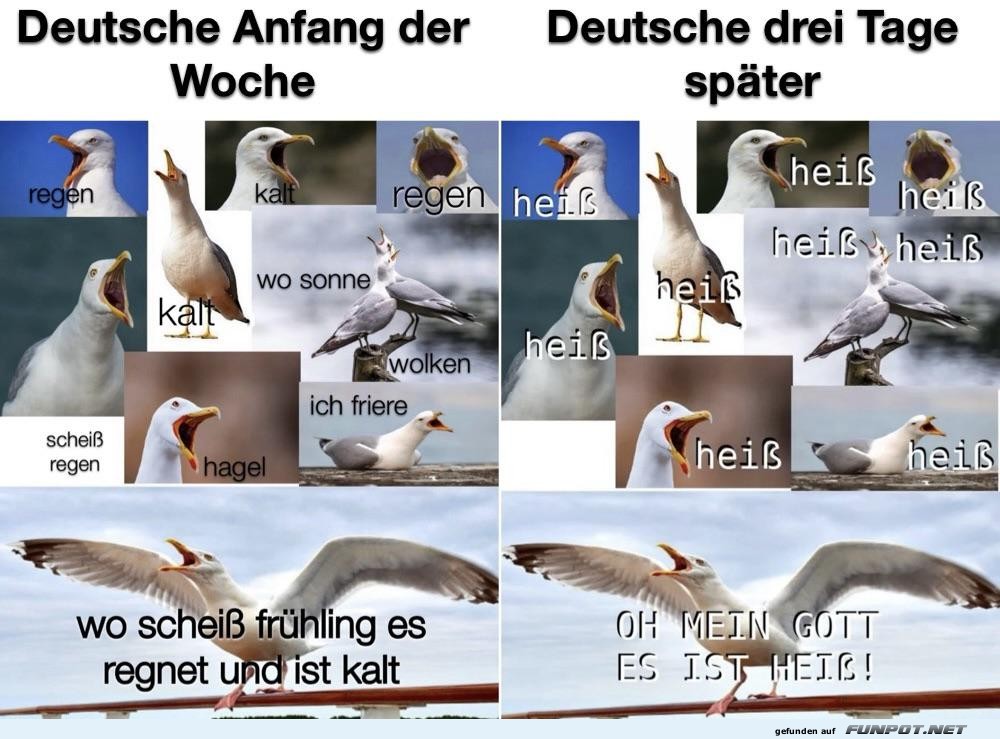 Wetterwende mit M�wenchaos