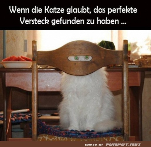 Meisterhafte Katzen-Tarnung