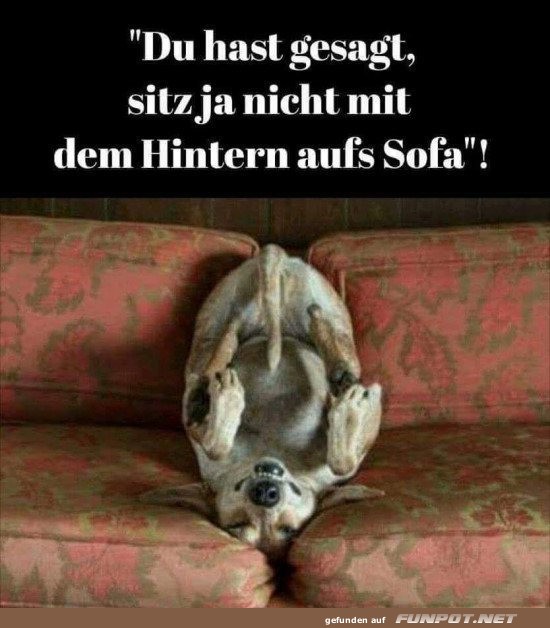 Sofa-Akrobatik: Hundestil!