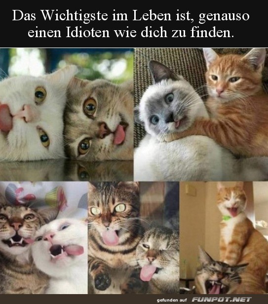 Verr�ckte Freunde