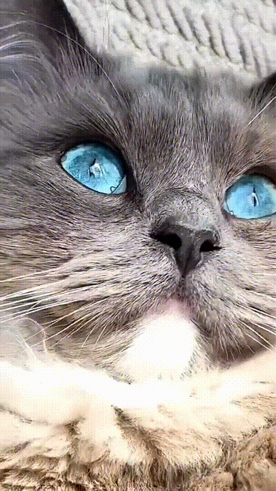 stahlblaue Augen stahlblaue Augen