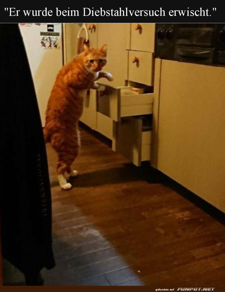 Katzen-Einbruch: Auf frischer Tat ertappt!
